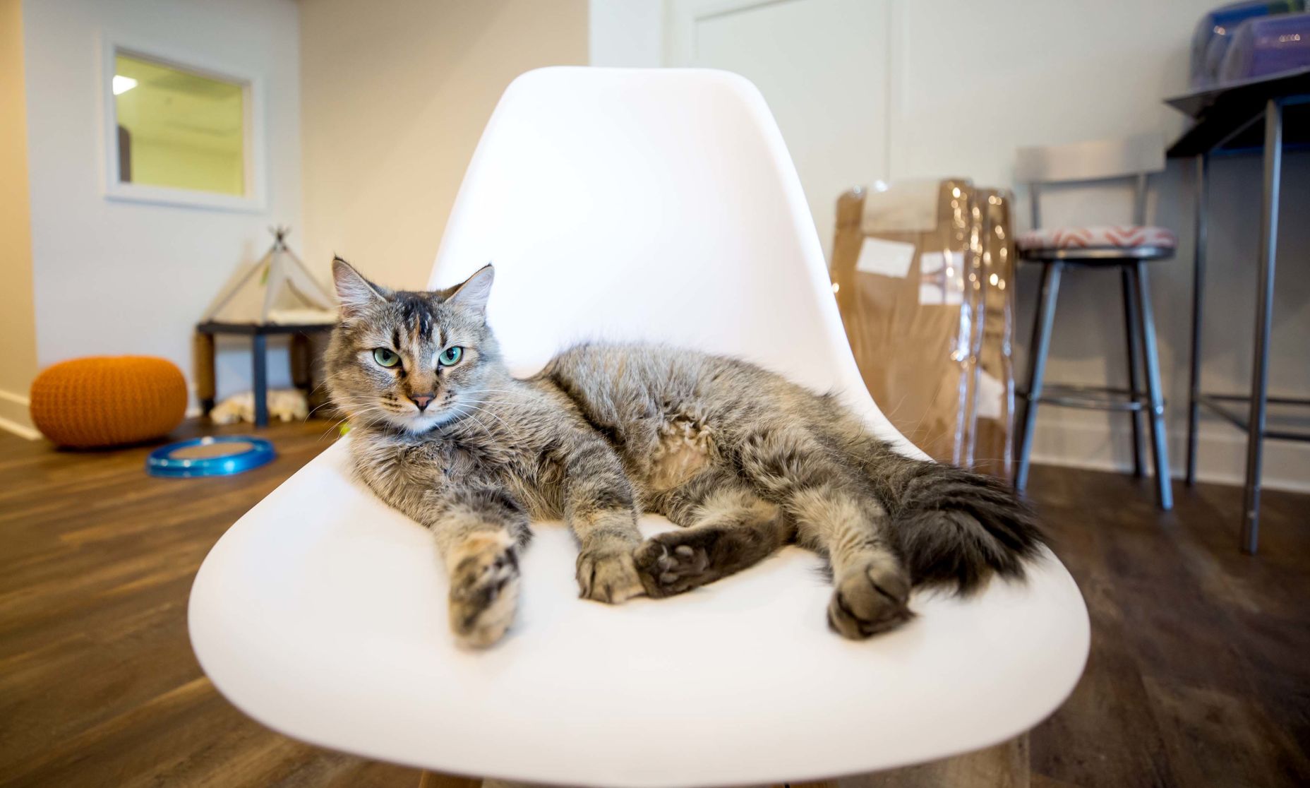 El Jefe Cat Lounge